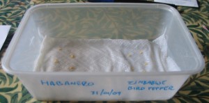 Some chilli seeds hopefully about to germinate