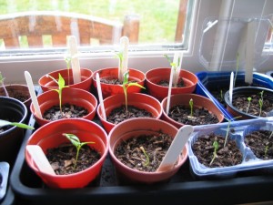 Some New Chilli Plants
